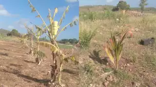 Los agricultores temen que al maíz le salgan gusanos