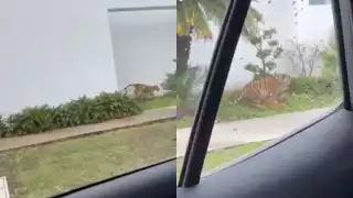 Se desconoce si la Profepa ya investiga el caso