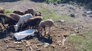 Alerta en Tenabo: gusano barrenador invade ranchos y amenaza ganado; urgen apoyo