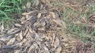 Basura y pescados muertos generan molestia en el malecón de Champotón