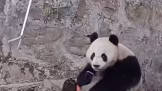 Panda le roba su celular a un turista y se niega a dárselo: VIDEO