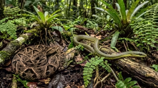 ¿Víbora o culebra? Así puedes saber si la serpiente que viste en Yucatán es peligrosa