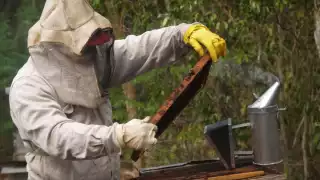 Los apicultores alegaron que deben tener una certificación que los avale como productores orgánicos