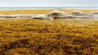 La SHCP dio inicio al proyecto regional para abordar el problema del sargazo, transformándolo en un recurso productivo en beneficio de las comunidades afectadas.