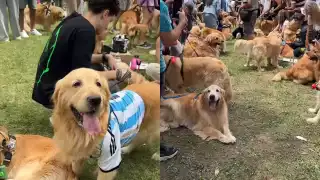 ¿El paraíso perruno? Más de 2 mil golden retrievers conquistan Buenos Aires en una reunión histórica