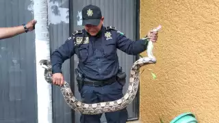 La boa fue atrapada y trasladada a un lugar seguro