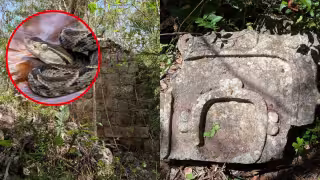 Entre nauyacas y cascabeles: así es el camino a Kuunche Pich, en la selva de Yucatán