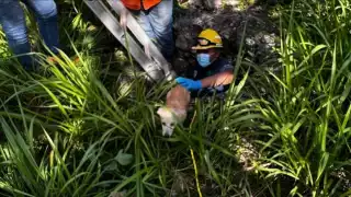 El agente Juan Vela señaló que es sumamente importante que los vecinos reporten este tipo de casos al departamento