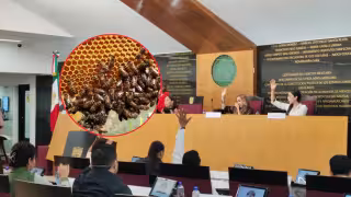Congreso de Campeche aprueba hasta 11 años de cárcel a quien robe colmenas o envenene abejas