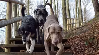 Los perros fueron trasladados a un refugio veterinario