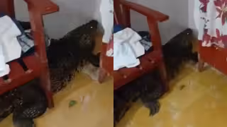 Noche de terror en Río Lagartos: capturan a cocodrilo dentro de una vivienda