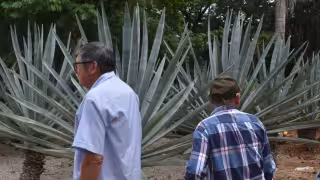 Yucatán, entre los estados más dinámicos del país en agricultura, pesca y ganadería