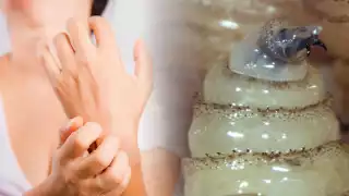 ¿Quiénes corren mayor riesgo por el gusano barrenador en Campeche?