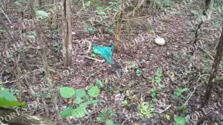 Hallan osamenta detrás de una escuela en Akil; sería de un joven desaparecido en 2022