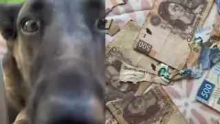 El perrito destruyó alrededor de tres mil pesos