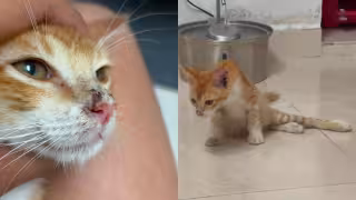 Agresión contra un gatito desata indignación y reclamos de justicia en Flamboyanes, Progreso