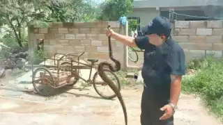 La boa capturada mide más de un metro y medio