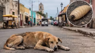 Gusano barrenador en Yucatán: perros encabezan los 15 nuevos casos reportados