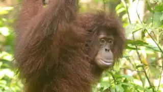 Orangután habría escapado de un circo y ahora habita el monte de Xhuenkal en Tizimín