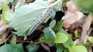 Para atacarlos hay que remover la hierba de alrededor y luego aplicar plaguicidas