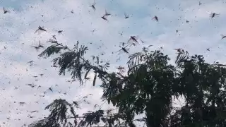 La langosta afecta no solamente el maíz, también afecta árboles frutales y silvestre