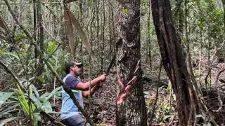 El látex se extrae de los árboles a una altura de hasta 40 metros.