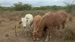 Loa pastizales ya se encontraban secos