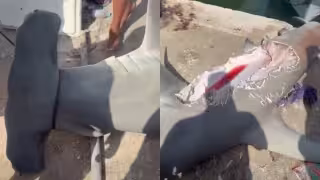 Captan tiburón con enorme mordida en Celestún, Yucatán; video se vuelve viral