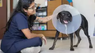 Los veterinarios atienden a los animales domésticos, de experimentación, exóticos, salvajes y ganaderos