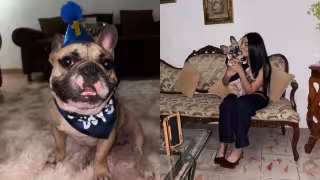 "Por siempre en mi corazón": denuncian presunta negligencia en estética canina de Mérida tras muerte de un perro