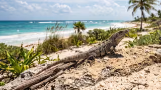 Cambio climático amenaza a lagartijas endémicas de Yucatán y pone en riesgo ecosistemas costeros, advierte la UNAM
