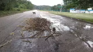 Restos de caña en el asfalto preocupan a automovilistas en Champotón