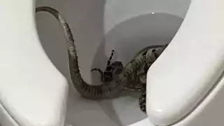 Por fortuna, un hombre acudió a ayudar a la vecina de Las Américas en Mérida para sacar al tolok