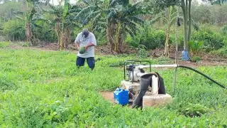 Además de plaguicidas, requieren mano de obra, fertilizantes, y gasolina