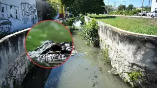 Alertan por presencia de cocodrilos en zonas urbanas de Campeche; piden extremar precauciones