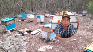 “No queremos que vuelva a pasar”: apicultores de Hopelchén exigen justicia tras muerte masiva de abejas