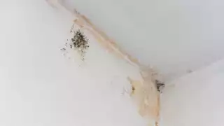 Lluvias en Yucatán: Así puedes evitar hongos y malos olores dentro de tu casa