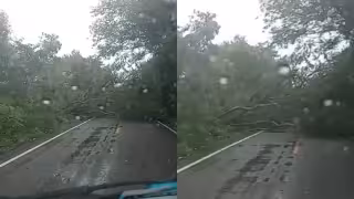 Fuertes vientos derriban árbol y bloquean la carretera Cayal–Haltunchén en Seybaplaya