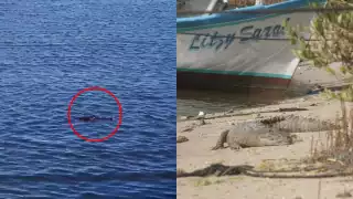 El cocodrilo se encontraba en la orilla de la playa de Chabihau