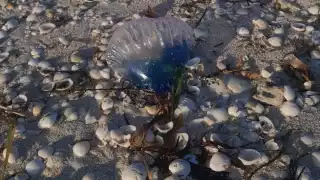 Bañistas de San Crisanto aseguran que la picadura de esta especie marina es peligrosa