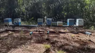 Roban 30 cajas de abejas en Tenabo y causan pérdidas por 60 mil pesos a apicultora