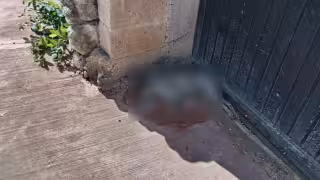 Vecinos de Tizimín denuncian una ola de envenenamiento contra mascotas