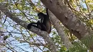 El arribo de los animales dentro de la localidad ha despertado el interés entre los habitantes de protegerlos de cualquier peligro