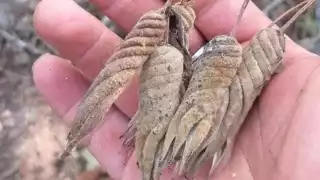 Sutub, la planta que crece en la Península de Yucatán y la creencia de que cura problemas del habla en niños
