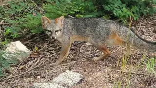 Pobladores reportan la presencia de fauna silvestre en Sinanché