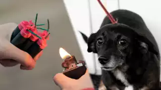 ‘Si sufren, no es una fiesta’: advierten hasta 5 años de cárcel por dañar animales con pirotecnia en Campeche