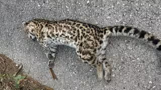 Muere tigrillo, especie en peligro de extinción, tras ser atropellado cerca de Kinchil