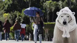 Según el reporte de la dependencia, se espera que la "heladez" ingrese durante la mañana del domingo