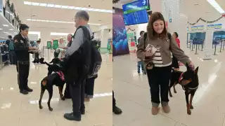 Un dóberman y tres labradores causan sensación en el aeropuerto de Mérida
