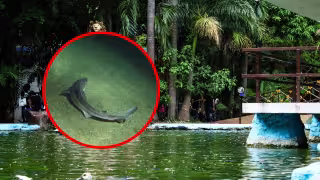 ¿Tiburones en el Centenario de Mérida? Lo que se sabe sobre los nuevos habitantes del zoológico